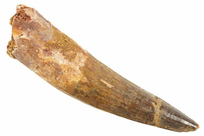 Fossil Spinosaurus Tooth - Real Dinosaur Tooth #343601